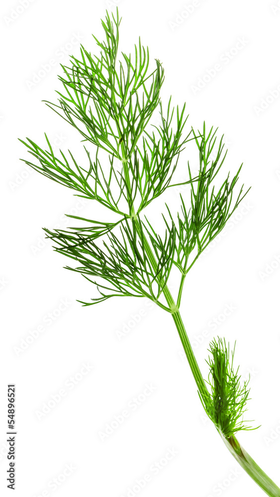 Naklejka premium fresh dill