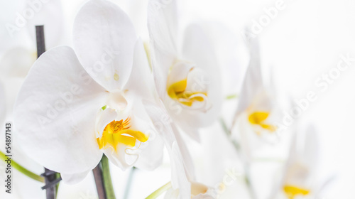 Fototapeta Naklejka Na Ścianę i Meble -  White Orchids