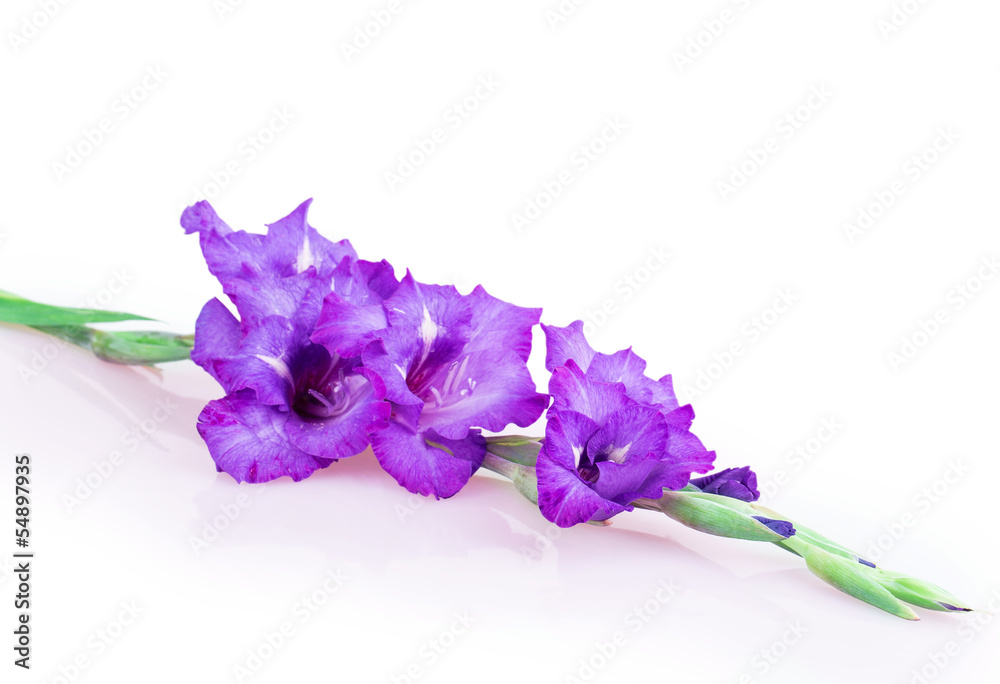 Naklejka premium multicolored flowers gladiolus