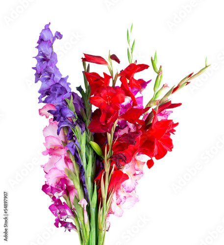 Fototapeta Naklejka Na Ścianę i Meble -  multicolored flowers gladiolus