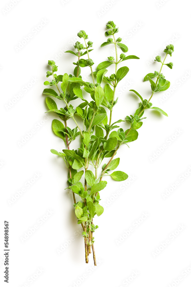 Naklejka premium sprig of marjoram