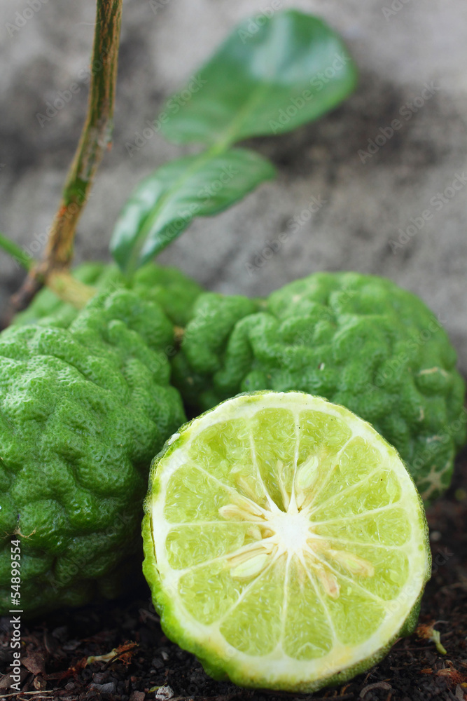 Fototapeta premium Kaffir