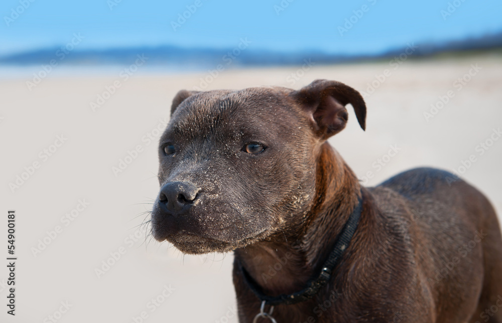 Fototapeta premium Brown English Staffordshire Terrier
