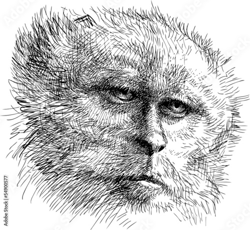 head of monkey