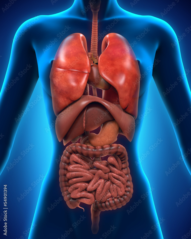 Anterior View of Human Body Stock Illustration Biology Diagrams