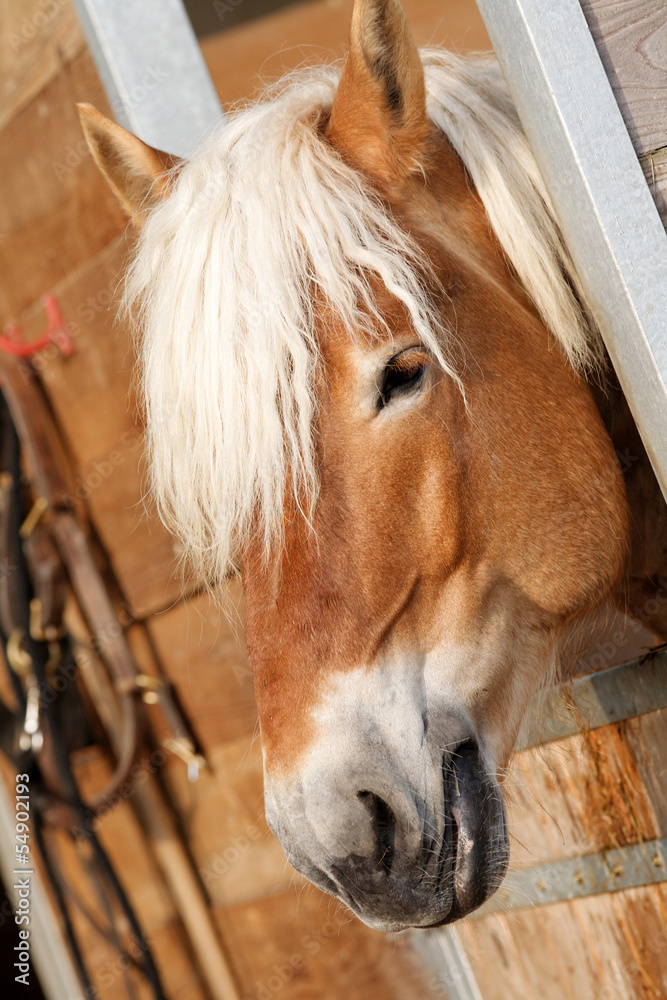 Obraz premium trait du nord 