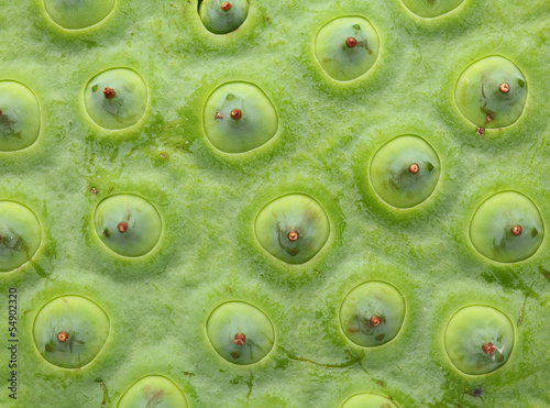 Lotus seed pod close up