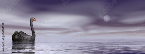 Fotografie, Obraz Black swan peace - 3D render
