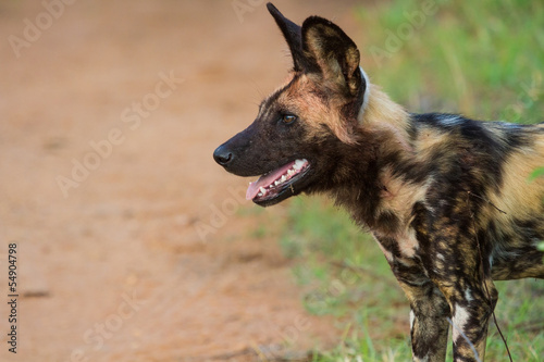 Wild dog standing looking for prey