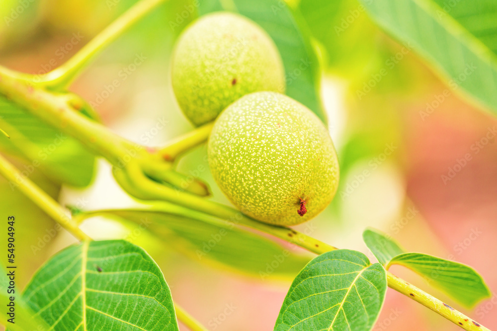 Green walnuts growing on a tree Green walnuts growing on a tree