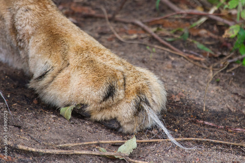 Lion paw with long hair on the ground
