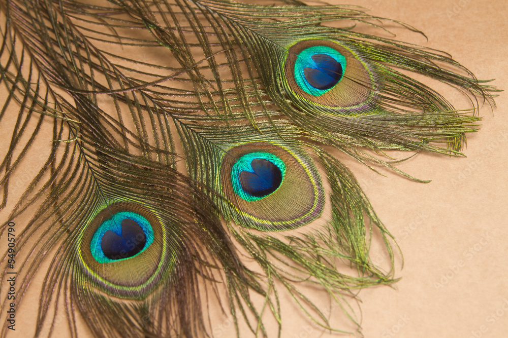 Obraz premium Beautiful peacock feathers