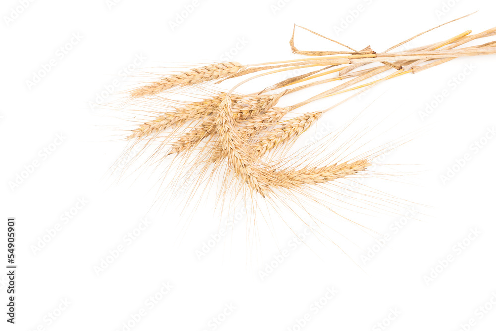 ears of wheat isolated on white ears of wheat isolated on white