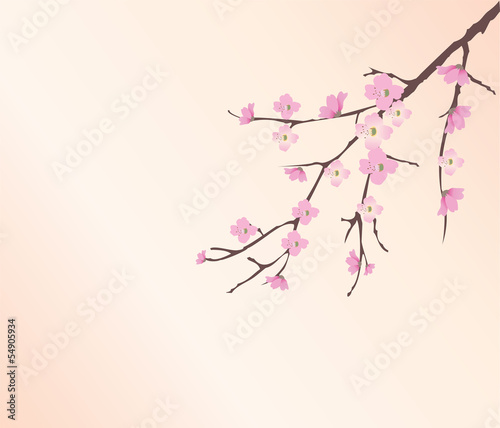 vector cherry blossom
