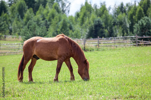 Chestnut horse with red mane grazing in field Copyspace
