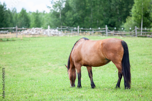 Rear view of horse grazing on field in summer