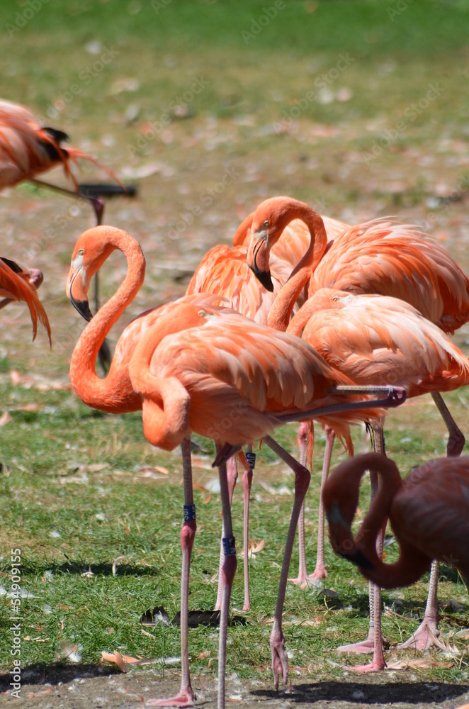 Flamingo Flamingo