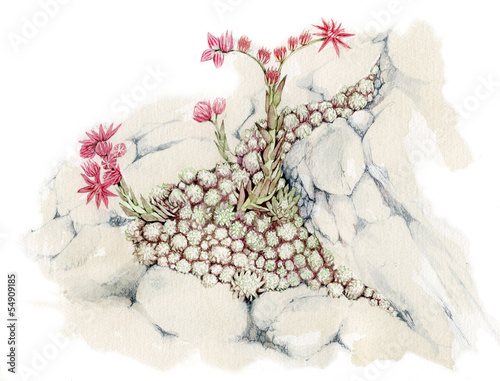 Sempervivum arachnoideum