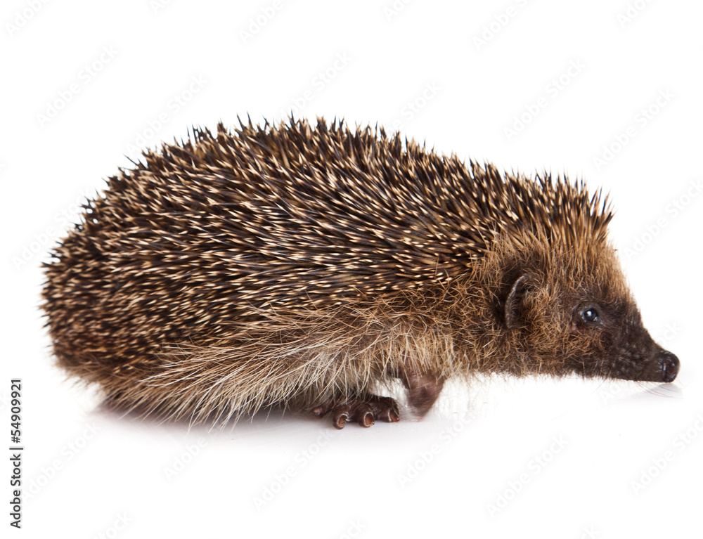 hedgehog isolated.
