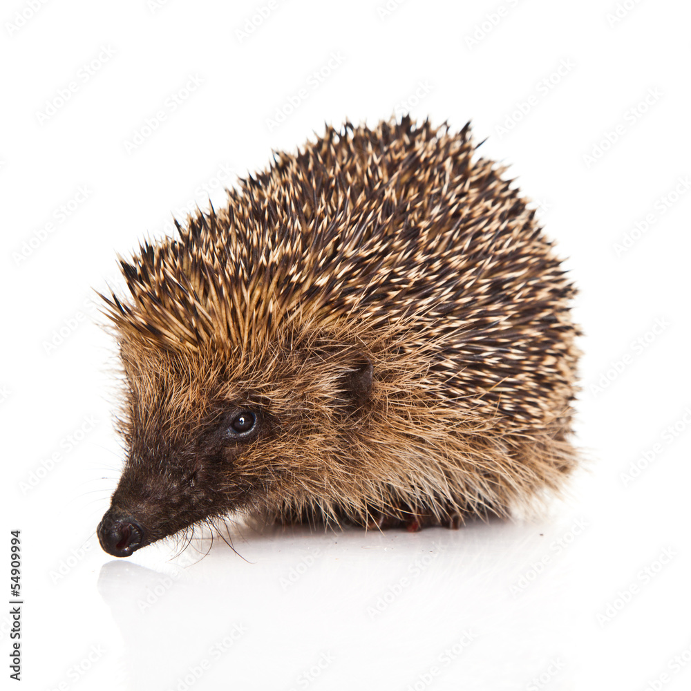 Obraz premium hedgehog isolated.