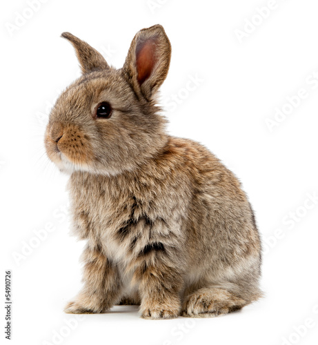 Animals. Rabbit isolated on a white background