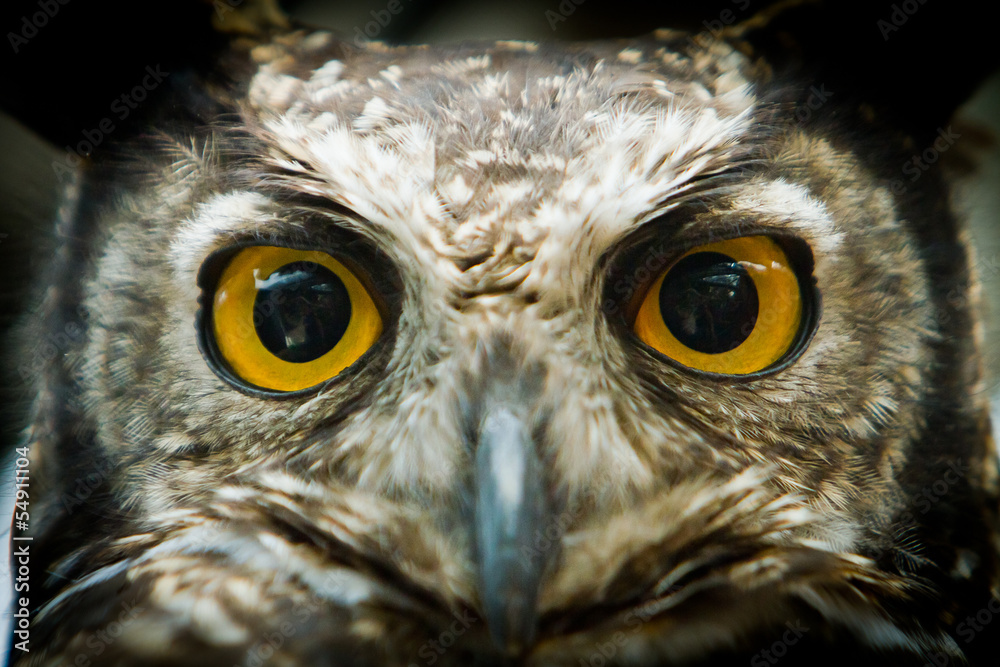 Fototapeta premium owl portrait staring at camera close up