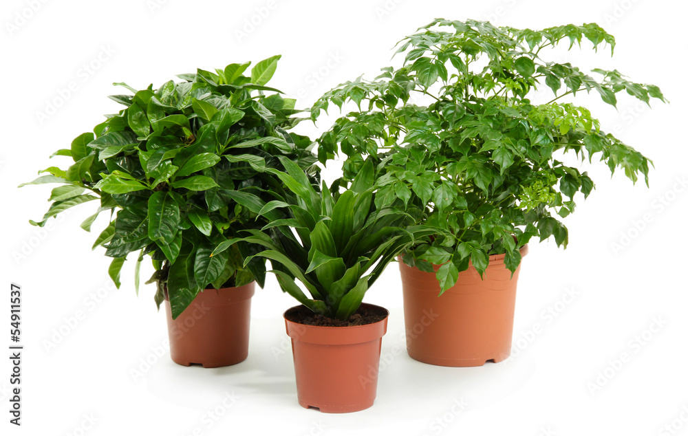 Beautiful flowers in pots isolated on white Beautiful flowers in pots isolated on white