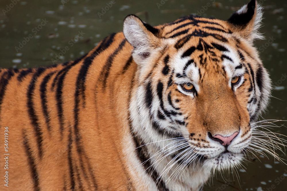 Tiger in the water Tiger in the water