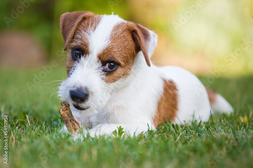 Slika na platnu Parson Russell Terrier Welpe knabbernd auf einer Wiese