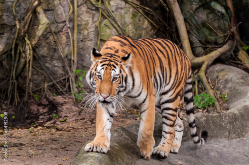 Bengal tiger walking on the rock