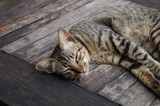 Thai cat laying