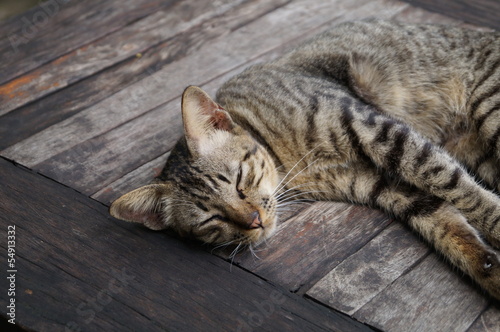 Fototapeta Naklejka Na Ścianę i Meble -  Thai cat laying