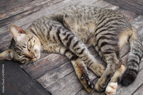 Thai cat laying