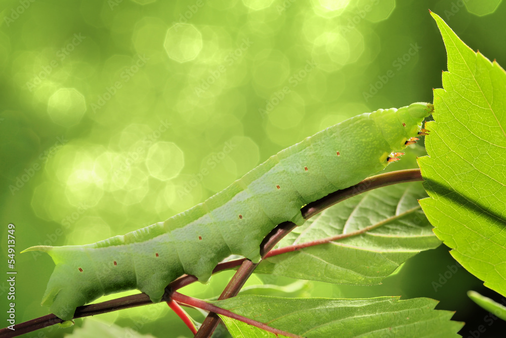 Naklejka premium Caterpillar on green leaf.
