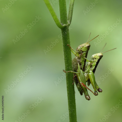 Grasshopper matching