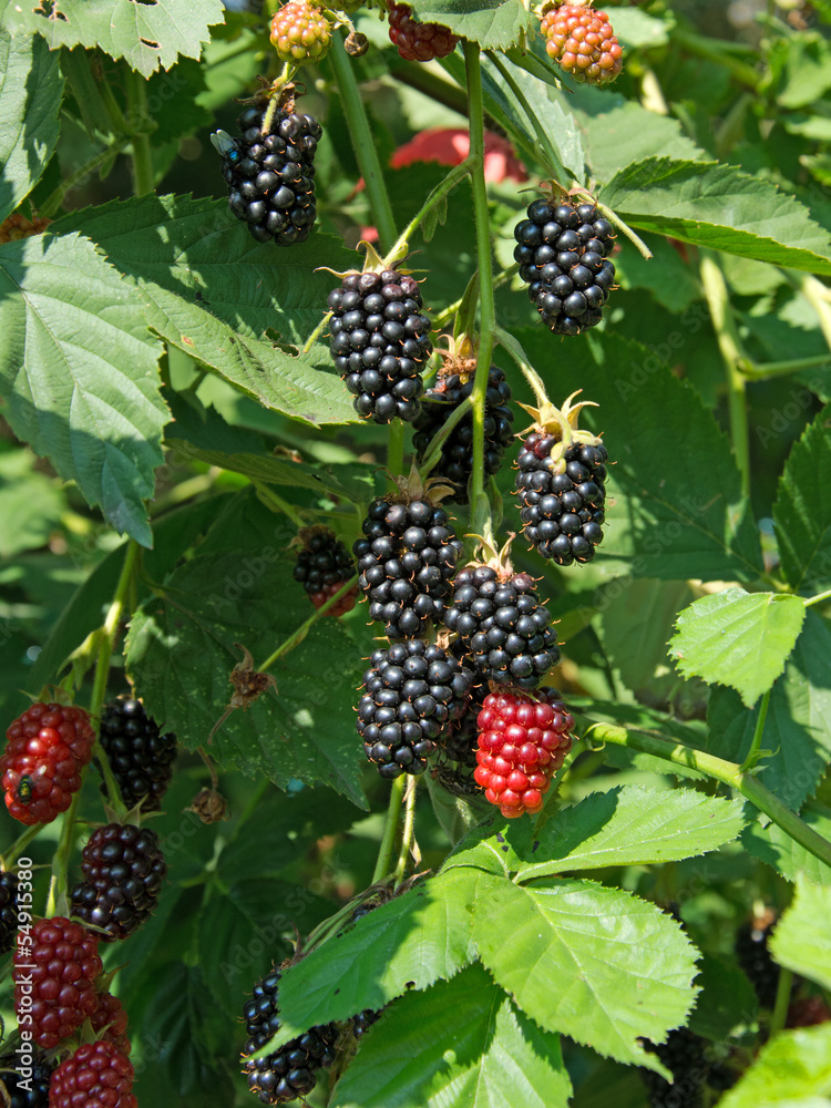 Brombeeren - Rubus sectio Rubus Brombeeren - Rubus sectio Rubus