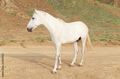 white horse