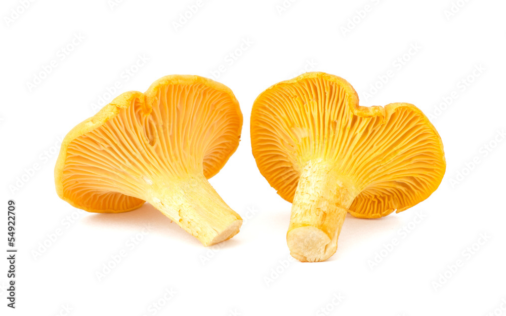 Yellow chanterelle isolated on white background Yellow chanterelle isolated on white background