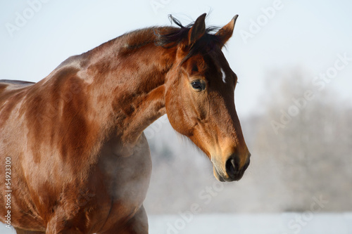 Fototapeta Naklejka Na Ścianę i Meble -  Chestnut horse portrait in winter