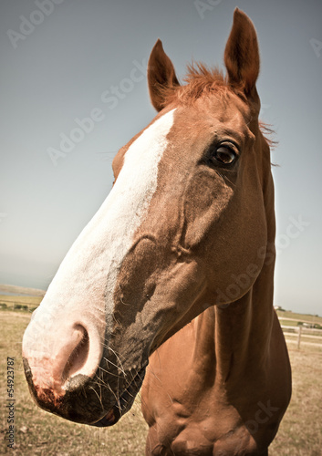 Horse Head