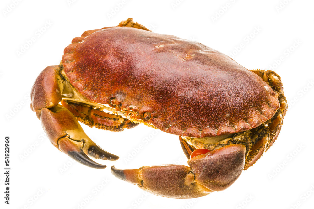 Raw crab Raw crab