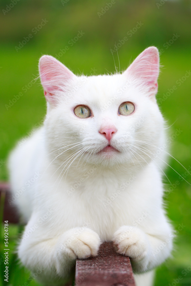 White cat in green flowers field