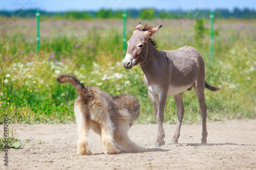 Grey donkey and briard dog © DragoNika