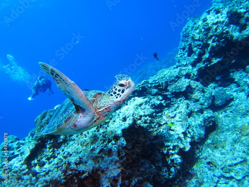 沖縄の海亀