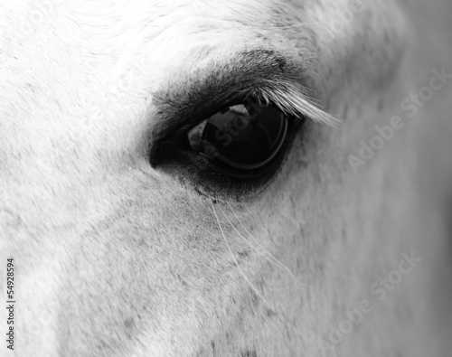 Detail of white horse head