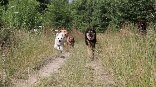 Dogs running a way