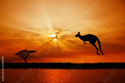 Fototapeta Naklejka Na Ścianę i Meble -  kangaroo at sunset