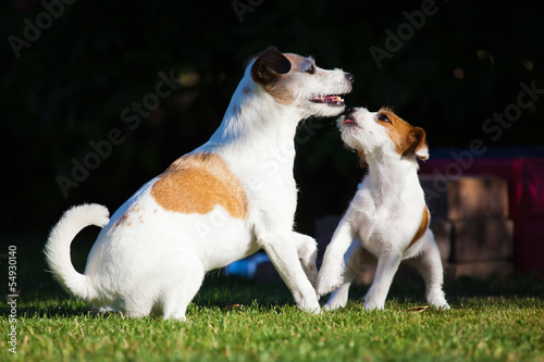 Fotografia adulter Parson Russell Terrier und Welpe im Garten
