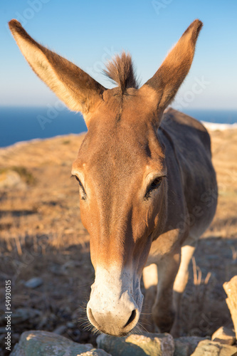 Close up from a mule at the shoreline © piccaya