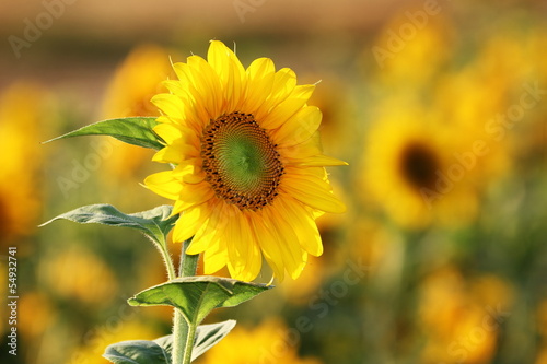 Fototapeta Naklejka Na Ścianę i Meble -  Sonnenblume / Helianthus annuus / sunflower